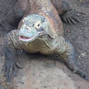 Komodo Dragon