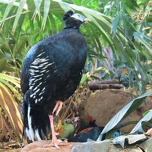 Fireback Pheasant Plus