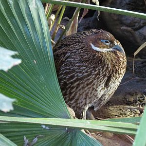 Himalayan Monal