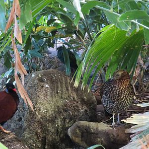 Tremmink's Tragopan