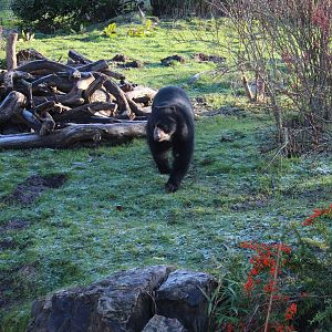 Female Spectacled Bear