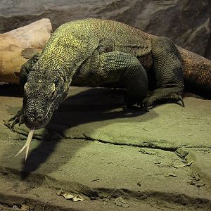 Komodo Dragon