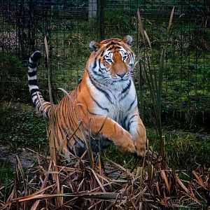 Amur tiger : Whipsnade : 30 Nov 2014