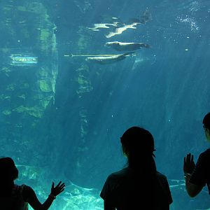 Amazon Flooded Forest - Giant Otter