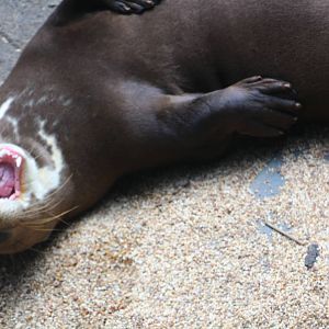 Amazon Flooded Forest - Giant Otter