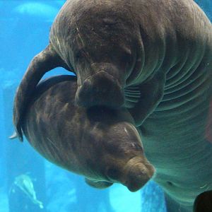 Amazon Flooded Forest - Manatee