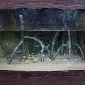 Mekong River - Burmese Archerfish