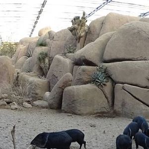 Burgers' Zoo 2015 - Desert