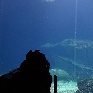 Burgers' Zoo 2015 - Ocean