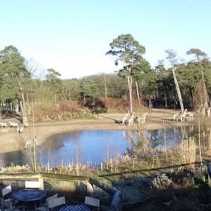 Burgers' Zoo 2015 - Safari