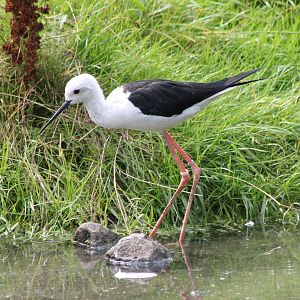 Black-winged stilt