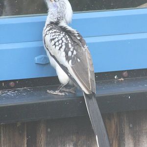 Red-billed hornbill with prey