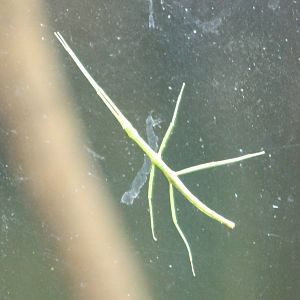 Stick insect