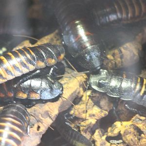 Hissing cockroaches