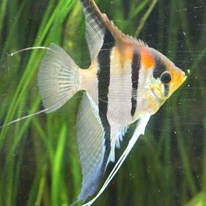 Freshwater angelfish