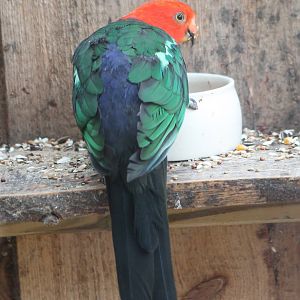 King parrot male