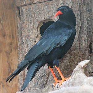Red-billed chough