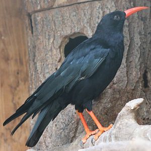 Red-billed chough