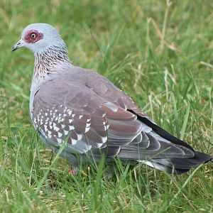 Speckled pigeon