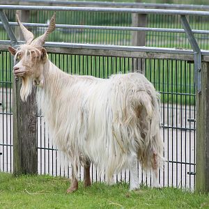 Girgentana goat