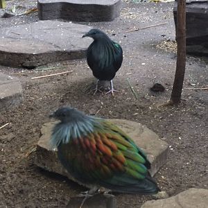 Nicobar pigeons in walk-though aviary