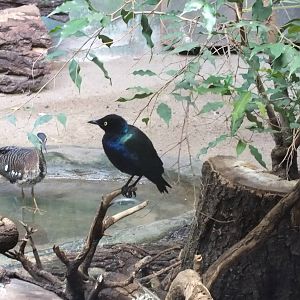 Greater Blue-eared Glossy-starling and Sun Bittern