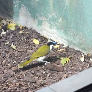 Blue-faced Honeyeater
