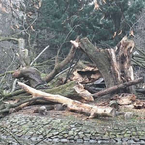 Severe damage to the gibbon island