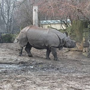 Indian Rhino