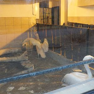 Great white pelican indoors