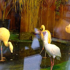 Chilean Flamingos and African spoonbill Indoors