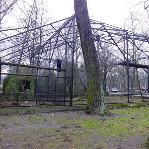 Andean Condor Aviary