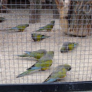 Patagonian Conures