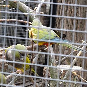 Patagonian conures