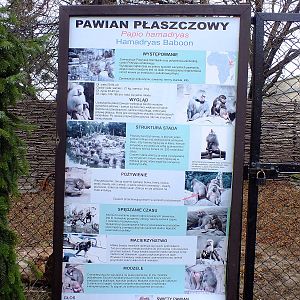 Sign hamadrayas baboons