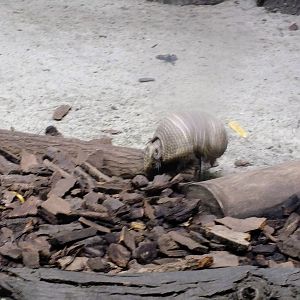 Southern three-banded armadillo