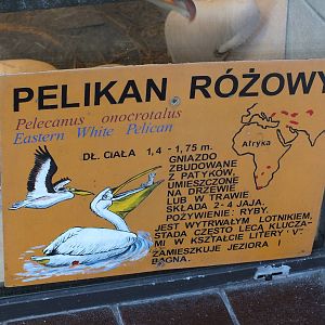 Great white pelican sign with weird distribution map?