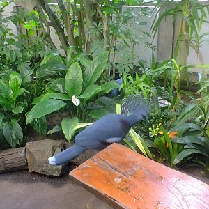 Victoria crowned pigeon in walk-through aviary