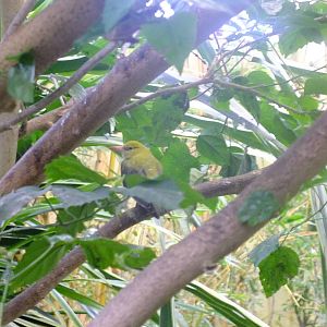 Golden oriole in walk-through aviary