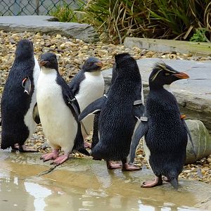 Rockhopper's return 18/01/15