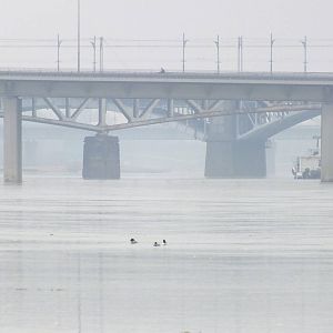 Wild goosanders in central Warsaw
