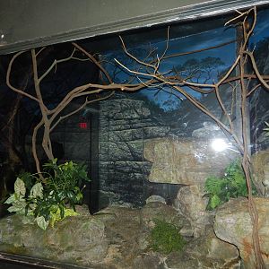 Dec. 2014 - Jungle Trails - Potto Exhibit