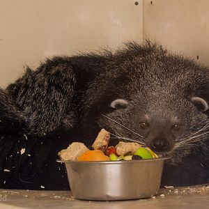 Binturong : Hamerton : 31 Dec 2014