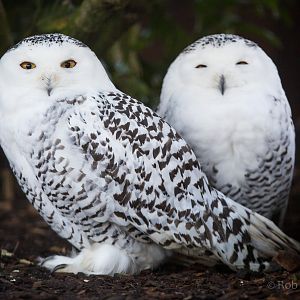Snowy owl : Hamerton : 31 Dec 2014