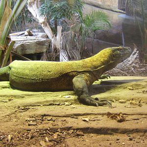 Male Komodo Dragon