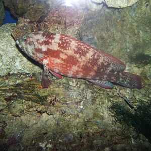 Flag-tailed Grouper