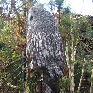Great Grey Owl