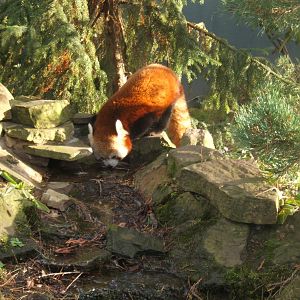 Red Panda drinking from stream