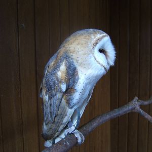 American Barn Owl