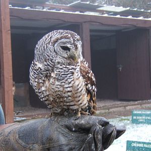 Chaco Owl
